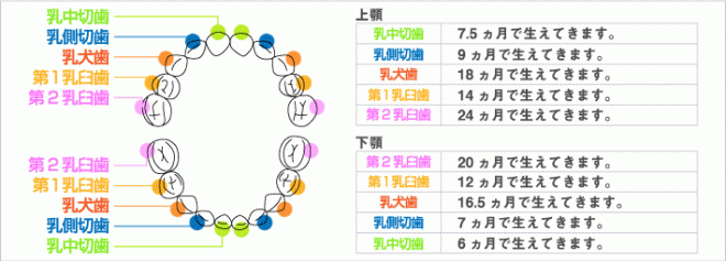 図解：歯の生える順番と時期